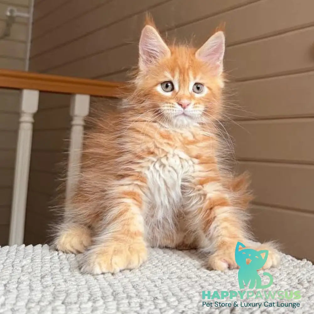 Bazilio Maine Coon polydactyl 6x6x6x6 male red tabby with white - live animals