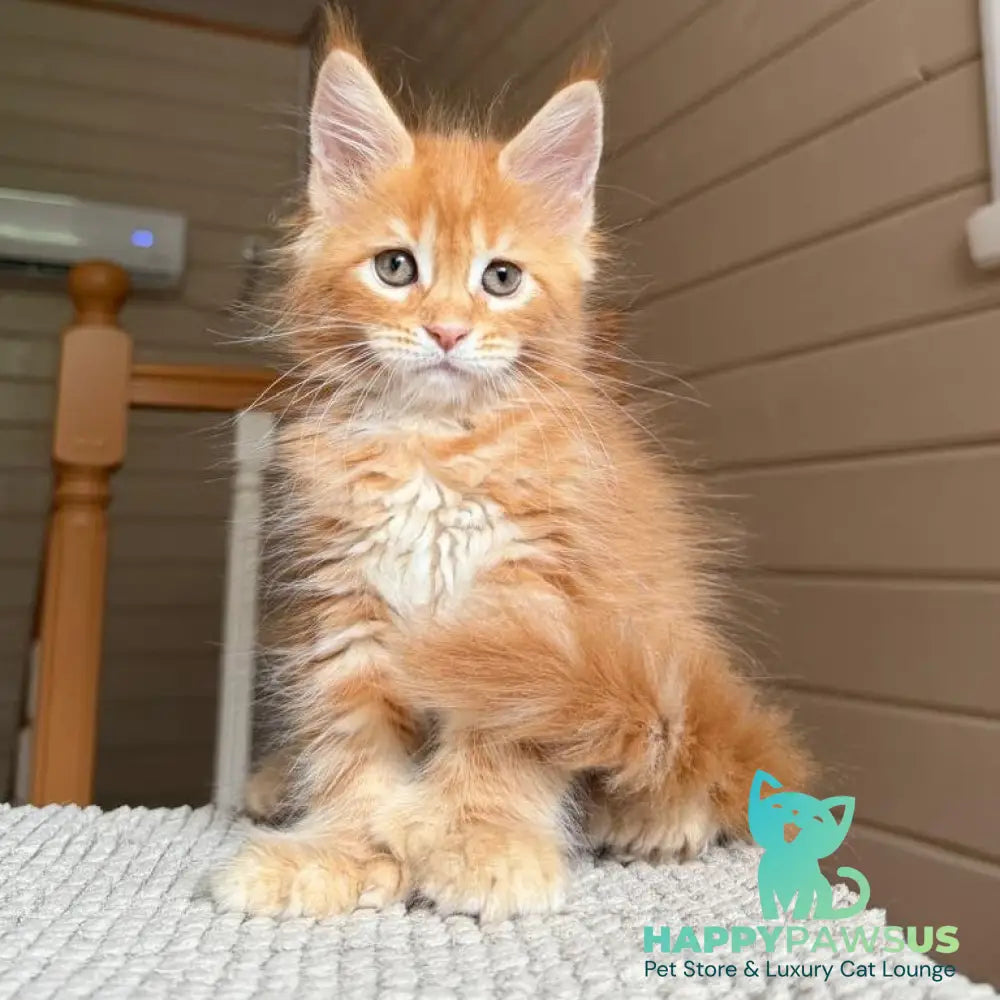 Bazilio Maine Coon polydactyl 6x6x6x6 male red tabby with white - live animals