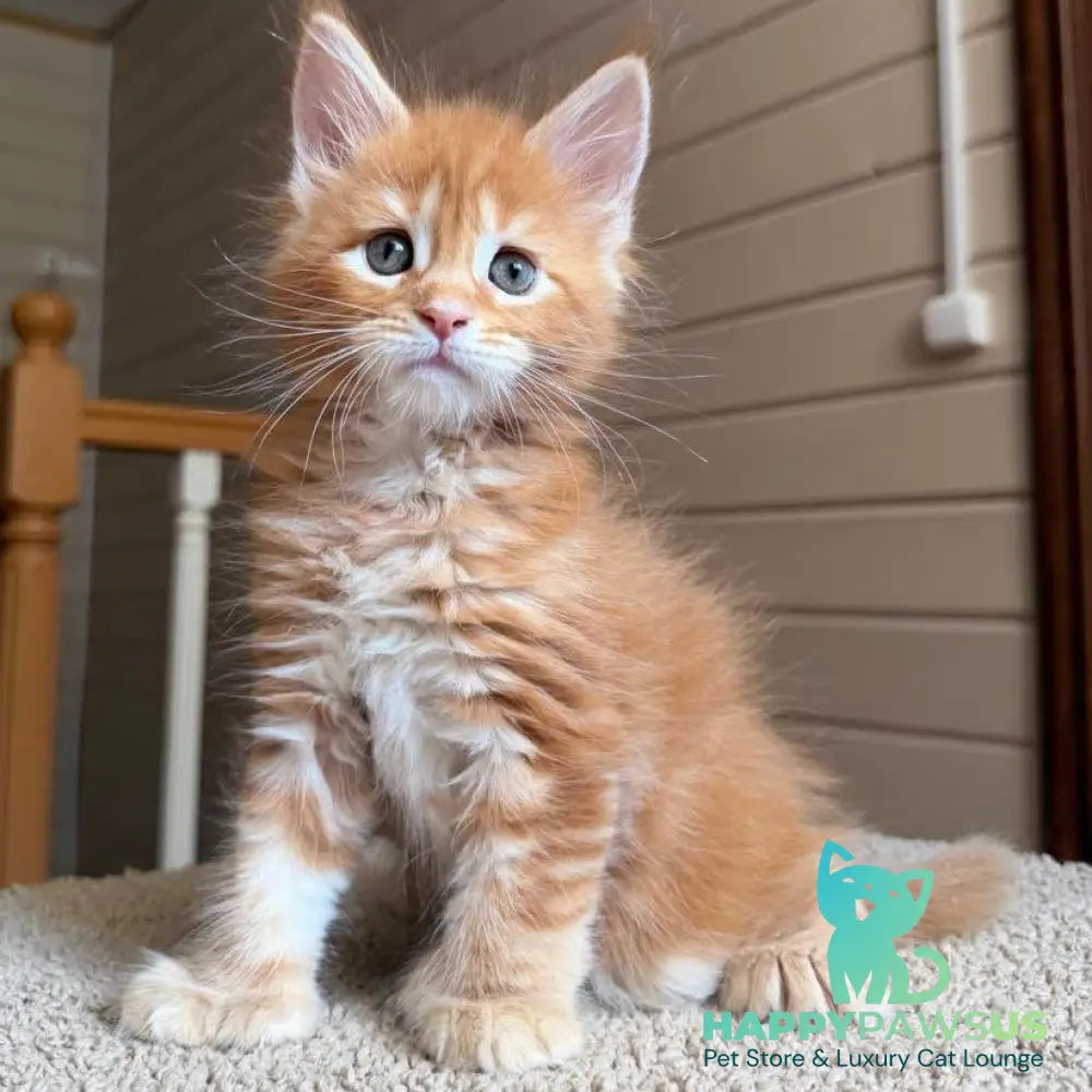 Bazilio Maine Coon polydactyl 6x6x6x6 male red tabby with white - live animals