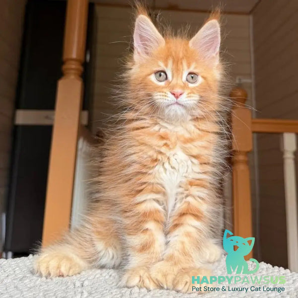 Bazilio Maine Coon polydactyl 6x6x6x6 male red tabby with white - live animals