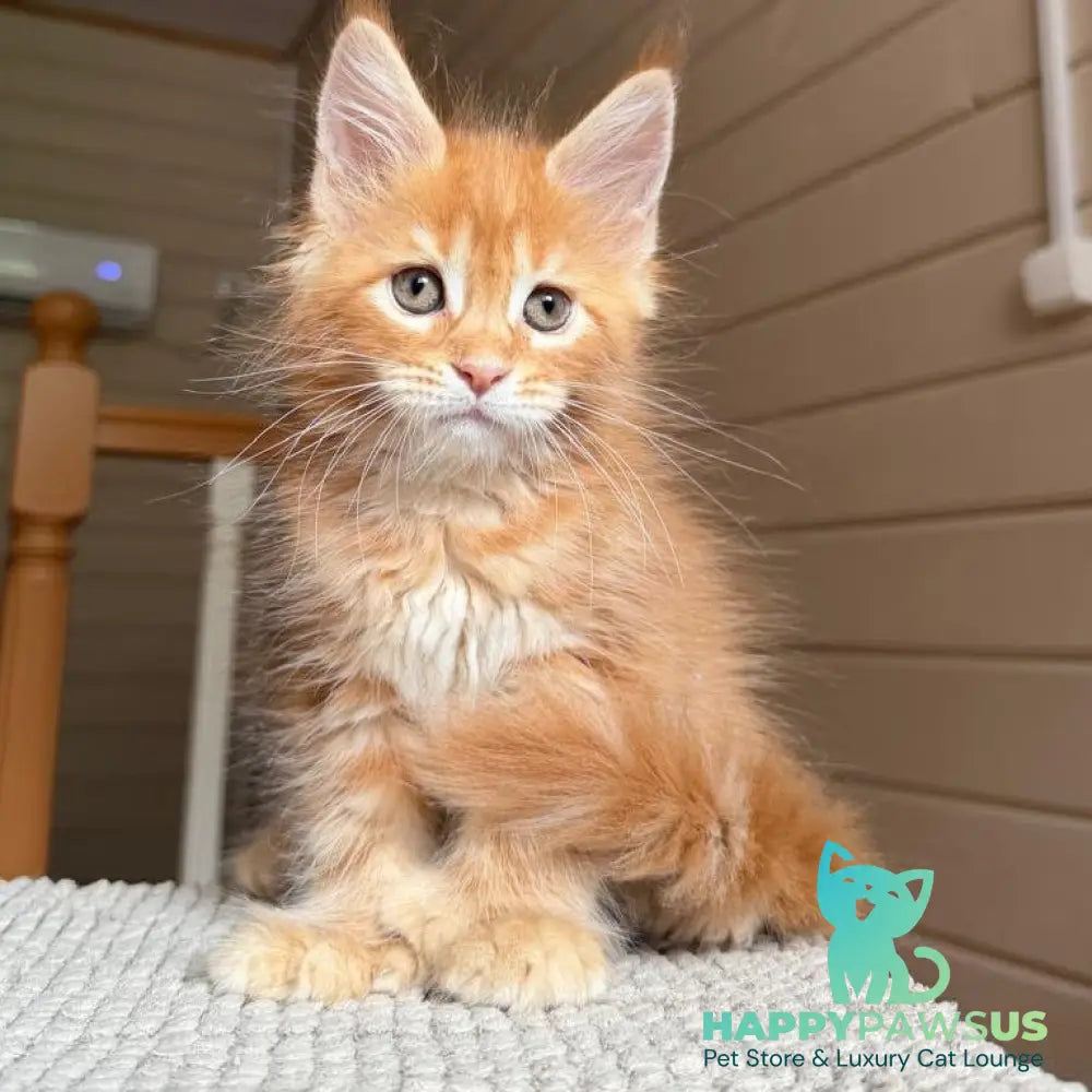 Bazilio Maine Coon polydactyl 6x6x6x6 male red tabby with white - live animals