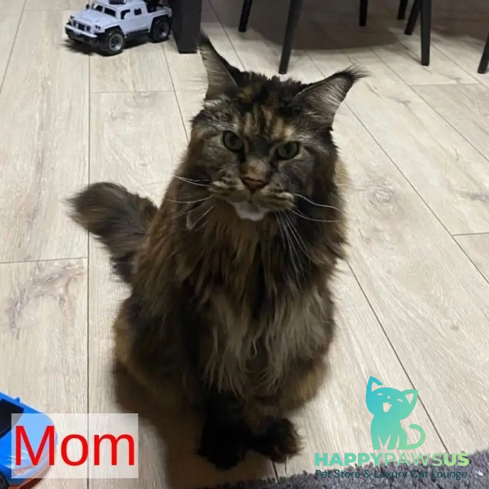 Bazilio Maine Coon polydactyl 6x6x6x6 male red tabby with white - live animals