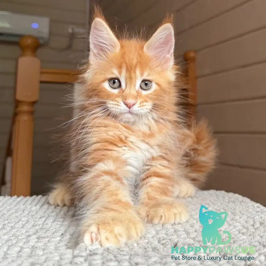 Bazilio Maine Coon polydactyl 6x6x6x6 male red tabby with white - live animals