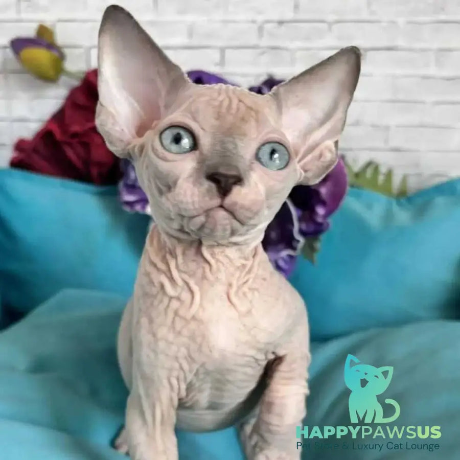 Bazis Canadian Sphynx male blue pointed bicolour - live animals