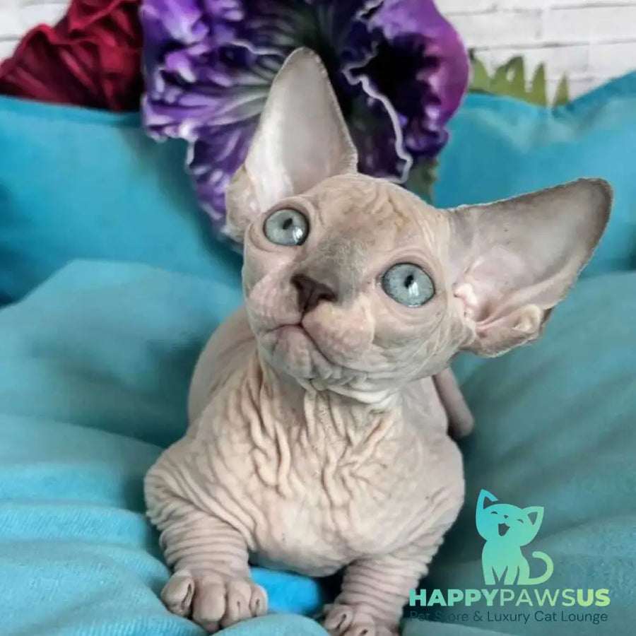 Bazis Canadian Sphynx male blue pointed bicolour - live animals