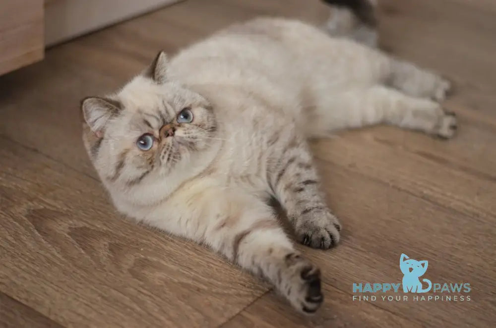 Bazuka Persian female seal pointed live animals