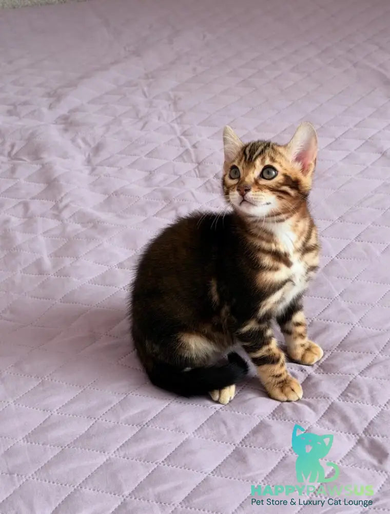 Bazzi Bengal male black tabby - live animals