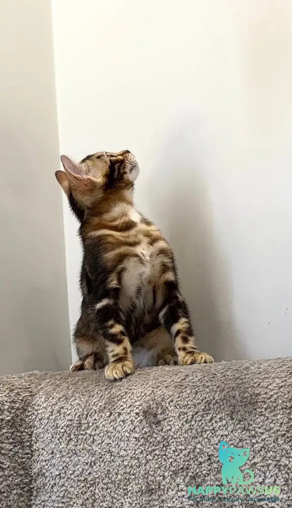 Bazzi Bengal male black tabby - live animals