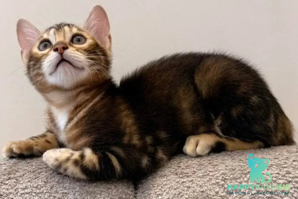 Bazzi Bengal male black tabby - live animals