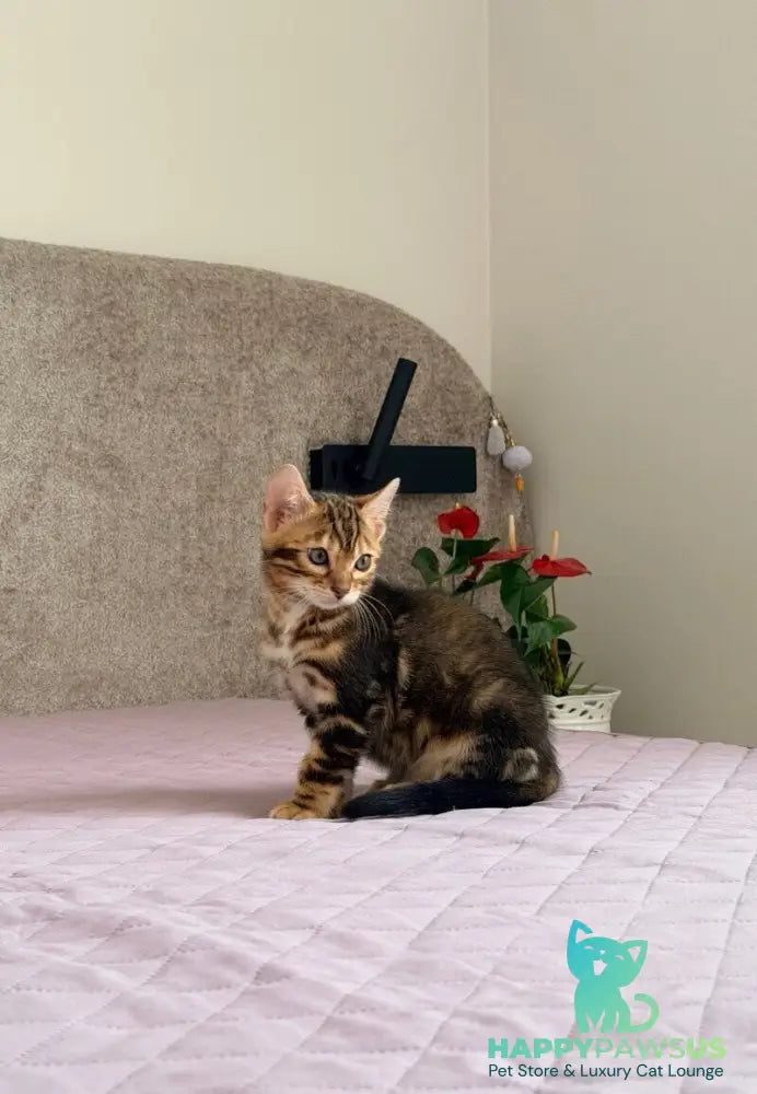 Bazzi Bengal male black tabby - live animals