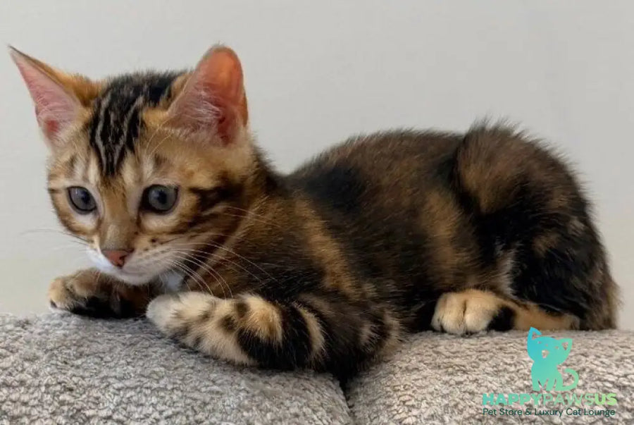 Bazzi Bengal male black tabby - live animals