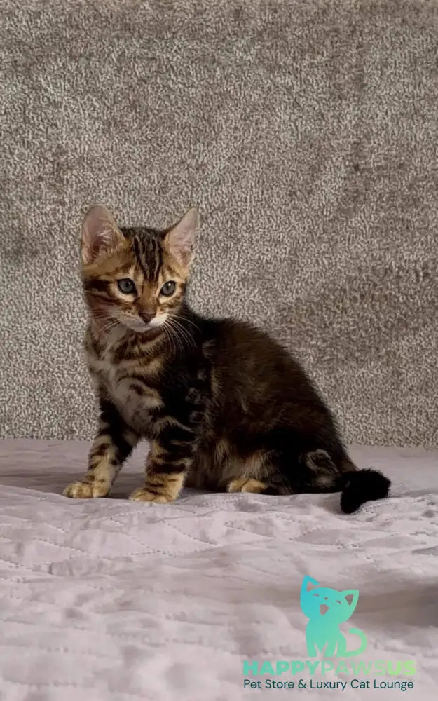 Bazzi Bengal male black tabby - live animals