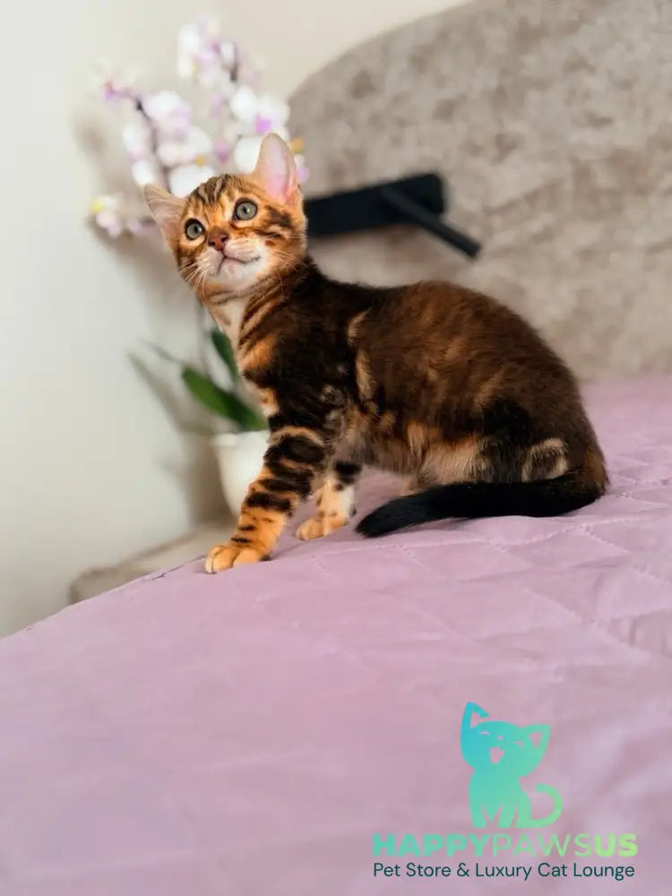 Bazzi Bengal male black tabby - live animals
