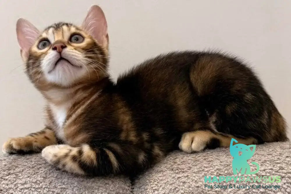 Bazzi Bengal male black tabby - live animals