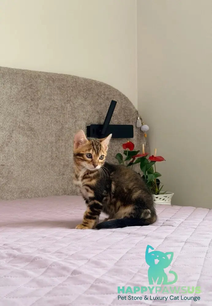 Bazzi Bengal male black tabby - live animals