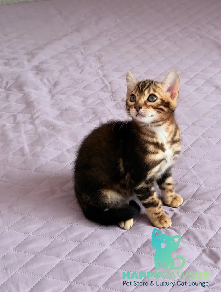Bazzi Bengal male black tabby - live animals