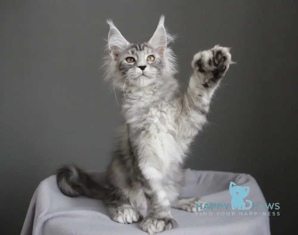 Bead Maine Coon female black silver spotted tabby live animals