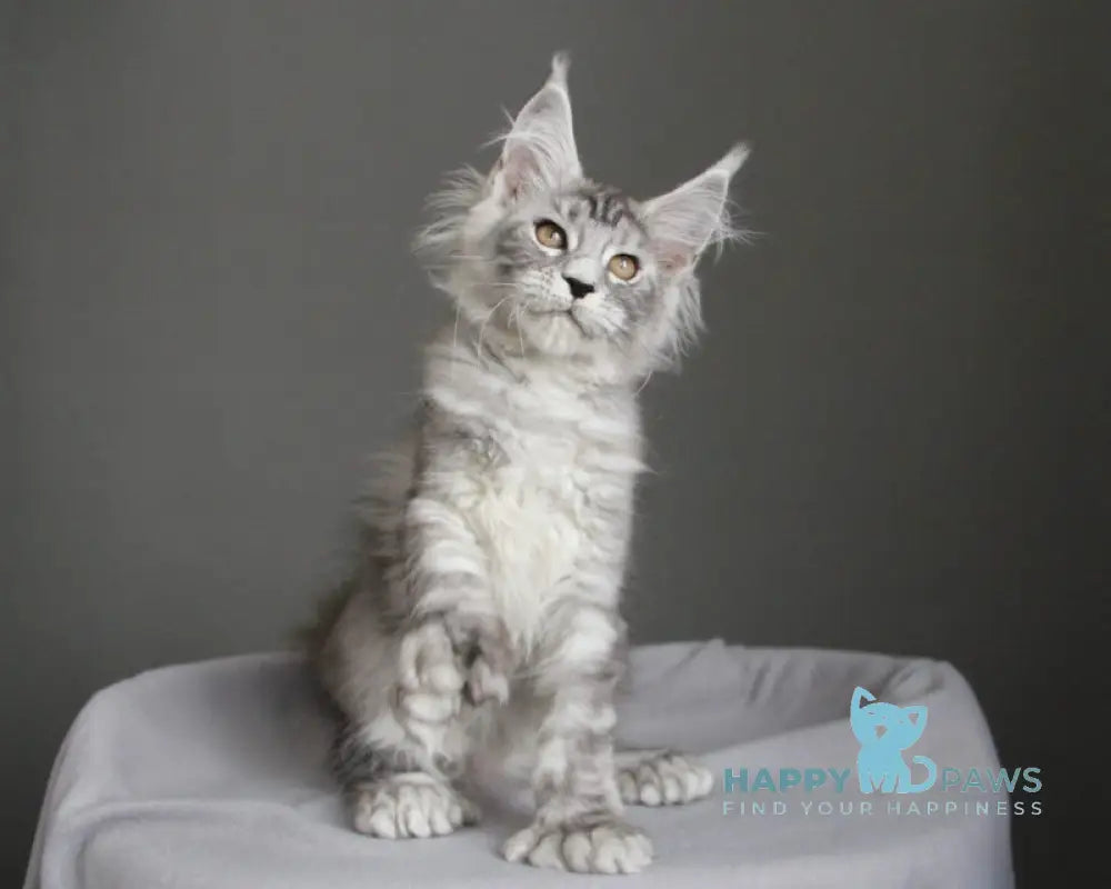 Bead Maine Coon female black silver spotted tabby live animals