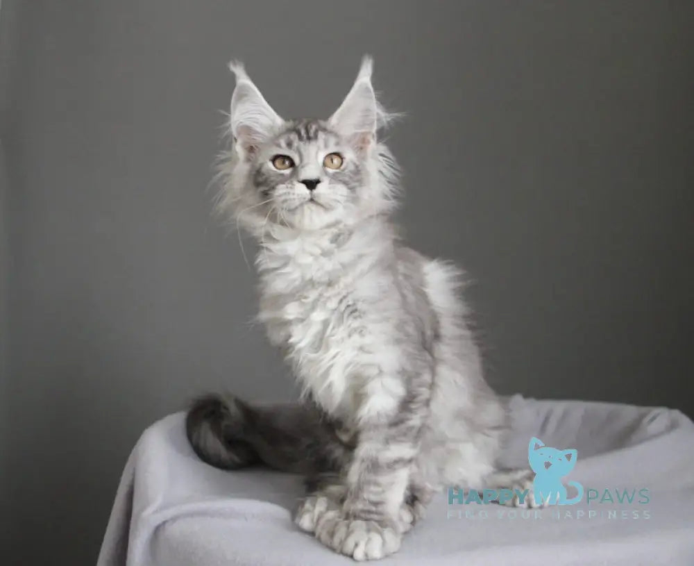 Bead Maine Coon female black silver spotted tabby live animals