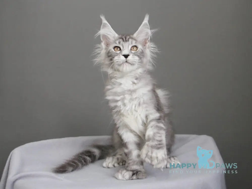 Bead Maine Coon female black silver spotted tabby live animals