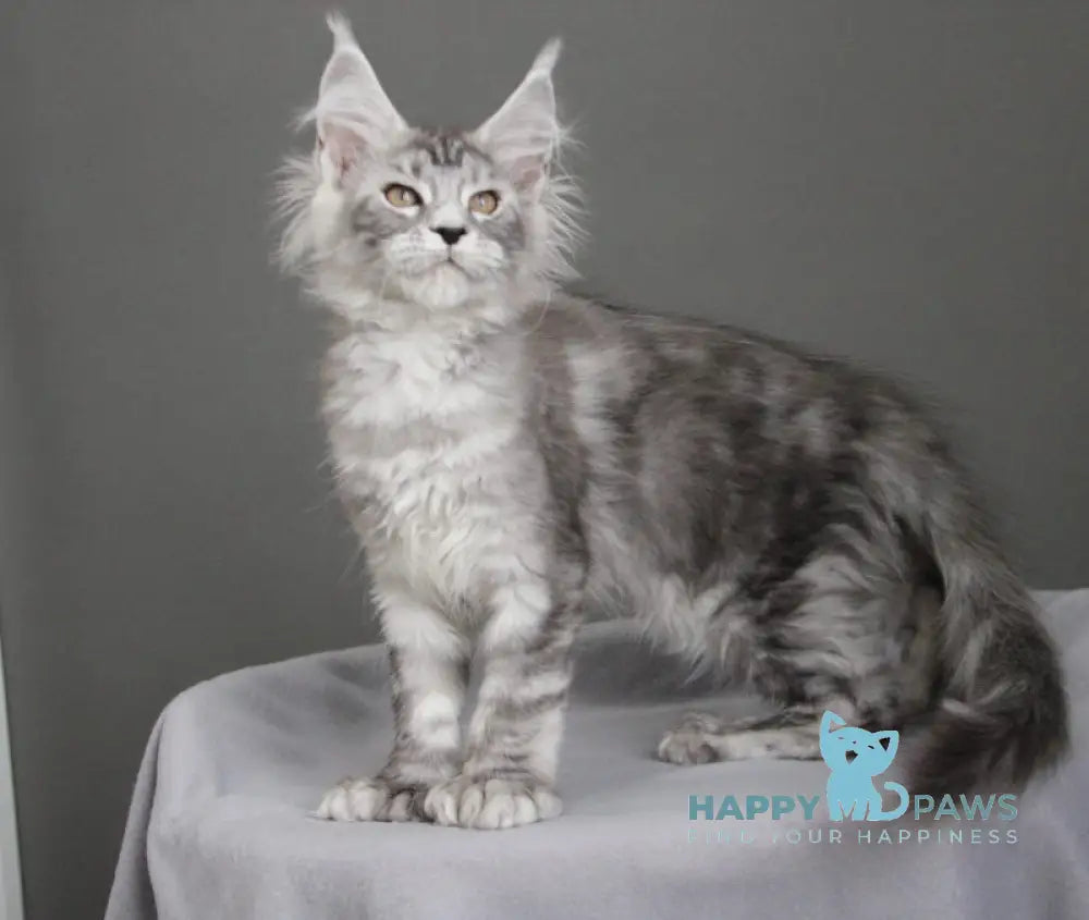 Bead Maine Coon female black silver spotted tabby live animals