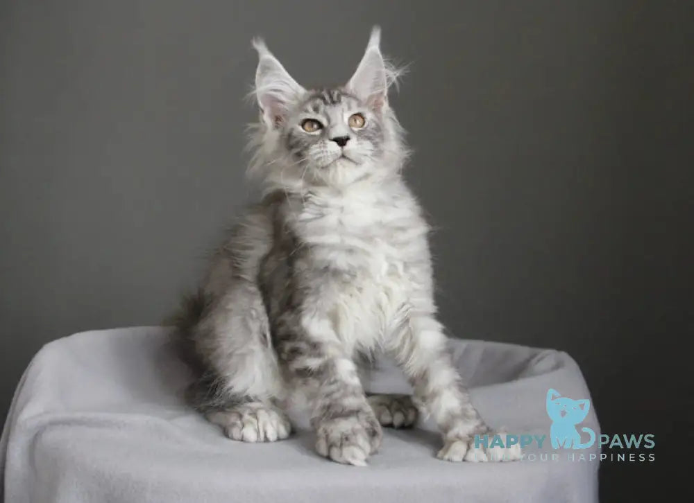 Bead Maine Coon female black silver spotted tabby live animals