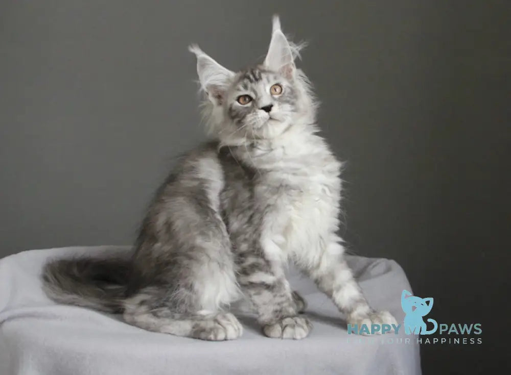 Bead Maine Coon female black silver spotted tabby live animals