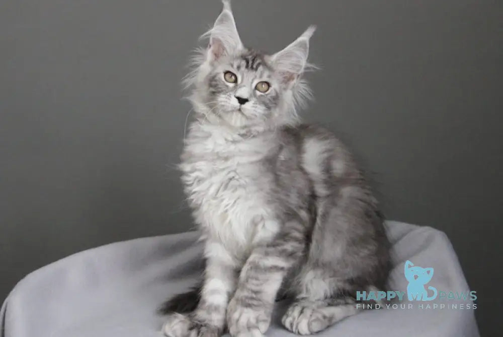 Bead Maine Coon female black silver spotted tabby live animals