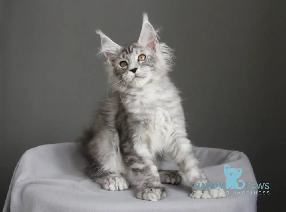Bead Maine Coon female black silver spotted tabby live animals