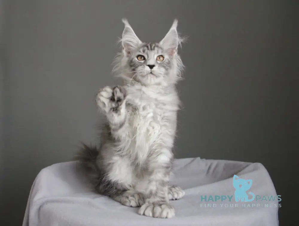 Bead Maine Coon female black silver spotted tabby live animals