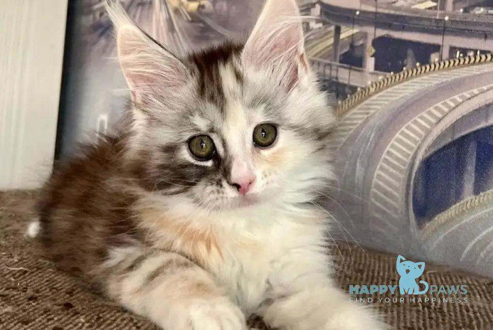 Beans Maine Coon female black tortie silver spotted tabby with white live animals