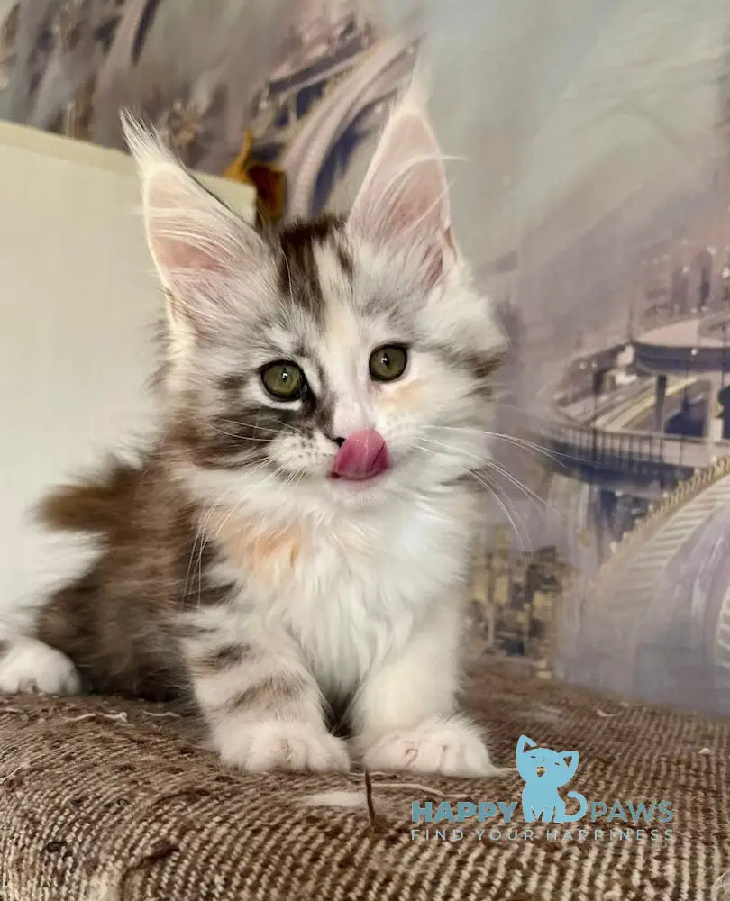 Beans Maine Coon female black tortie silver spotted tabby with white live animals