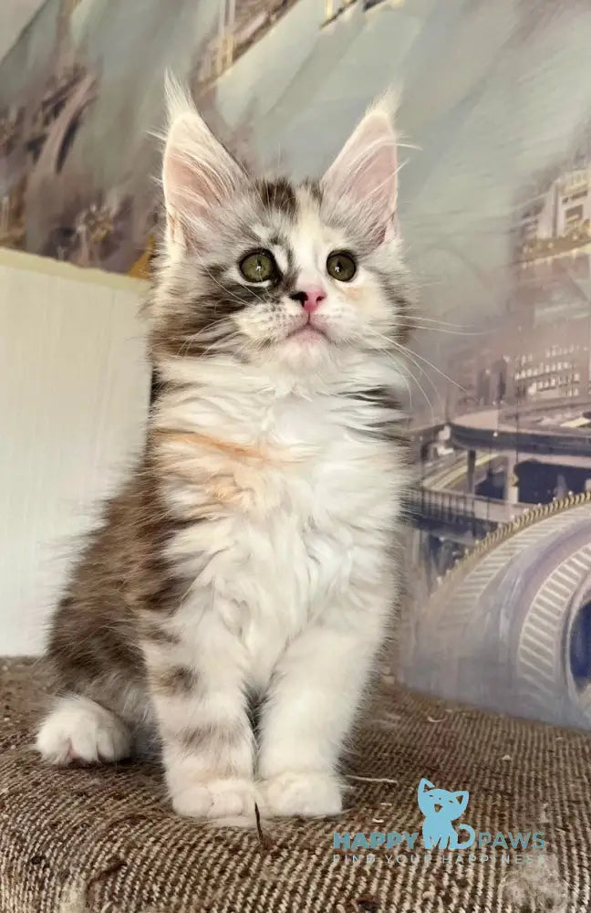 Beans Maine Coon female black tortie silver spotted tabby with white live animals