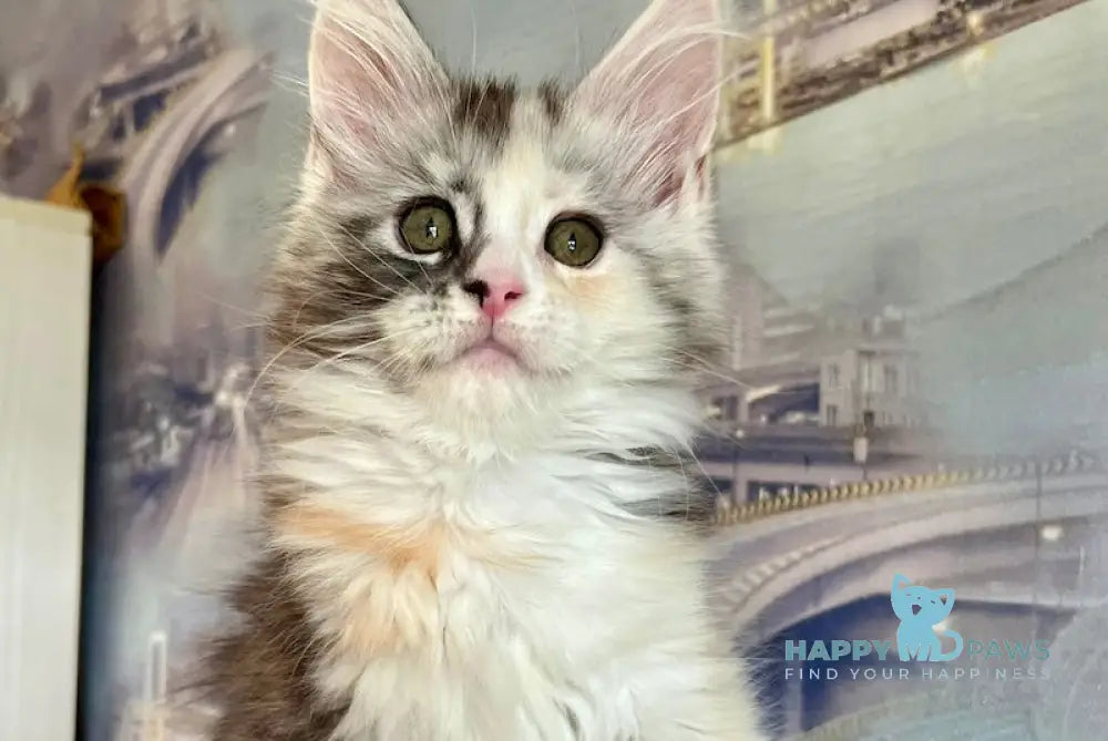 Beans Maine Coon female black tortie silver spotted tabby with white live animals