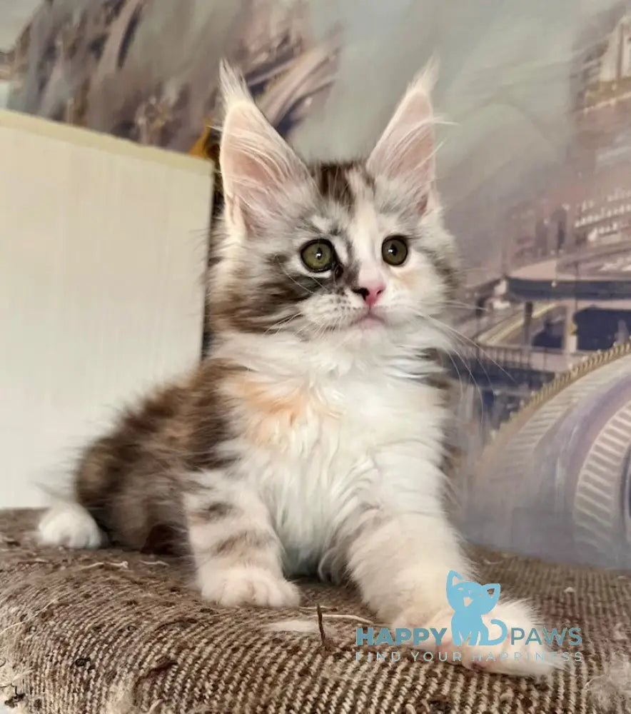 Beans Maine Coon female black tortie silver spotted tabby with white live animals