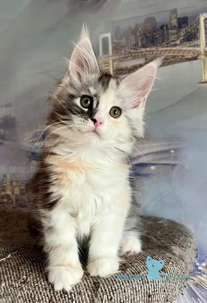 Beans Maine Coon female black tortie silver spotted tabby with white live animals