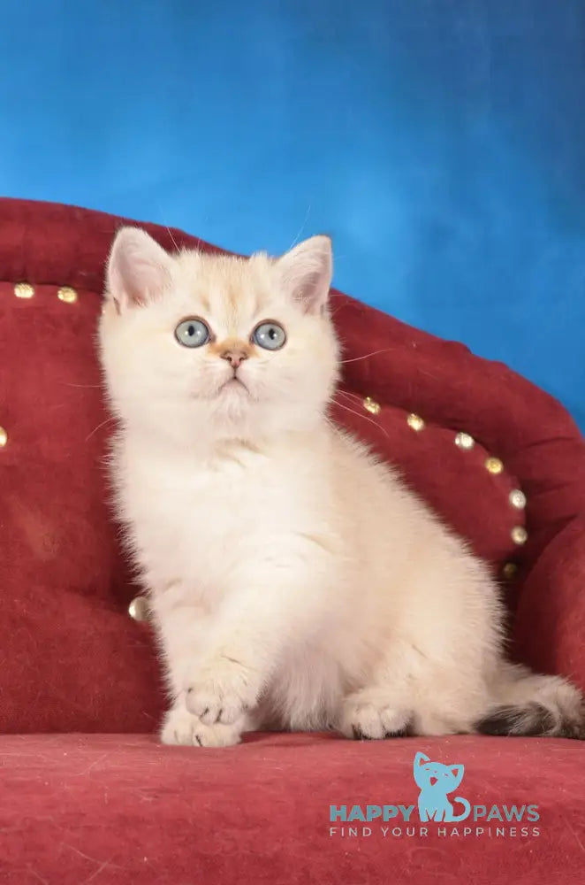 Beata Scottish Straight female black golden shaded pointed live animals