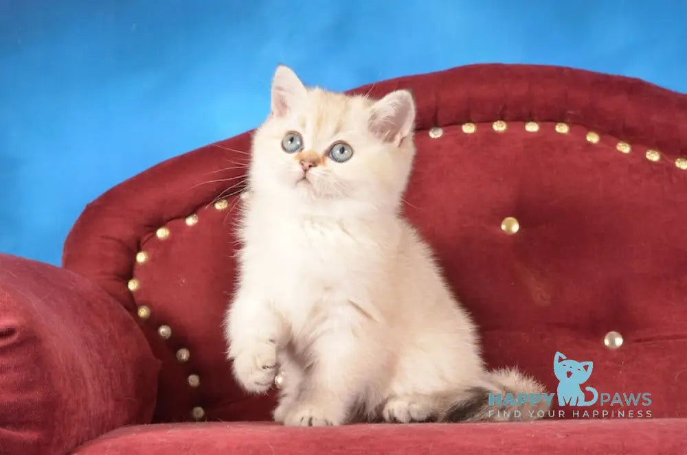 Beata Scottish Straight female black golden shaded pointed live animals