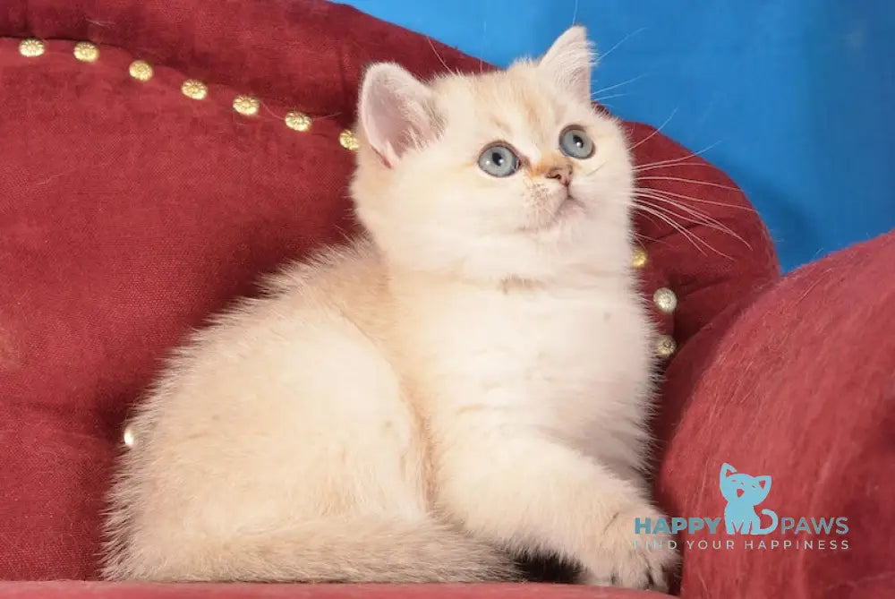 Beata Scottish Straight female black golden shaded pointed live animals