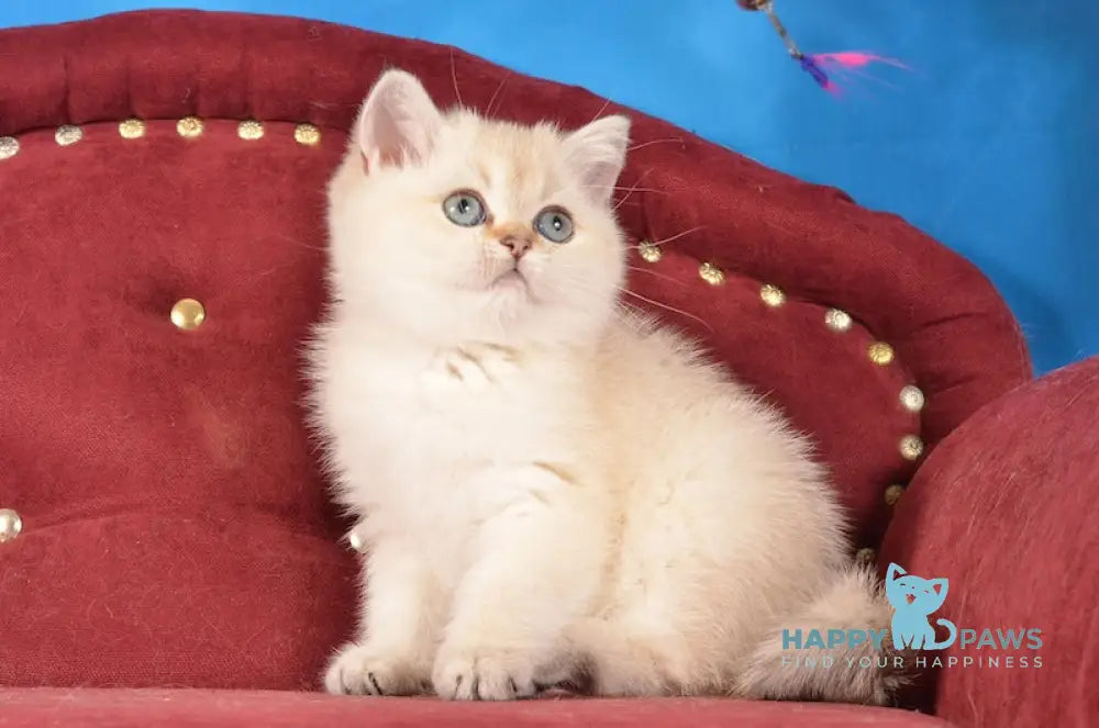 Beata Scottish Straight female black golden shaded pointed live animals