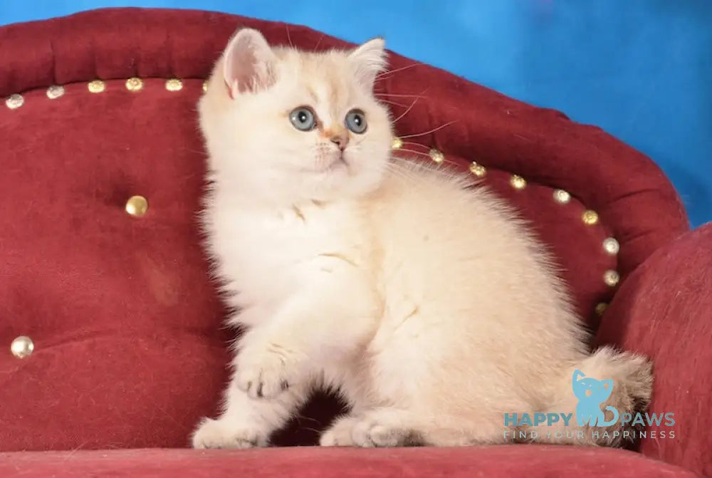 Beata Scottish Straight female black golden shaded pointed live animals