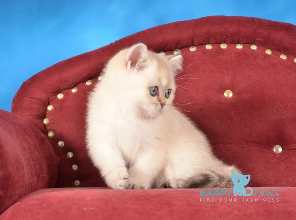 Beata Scottish Straight female black golden shaded pointed live animals