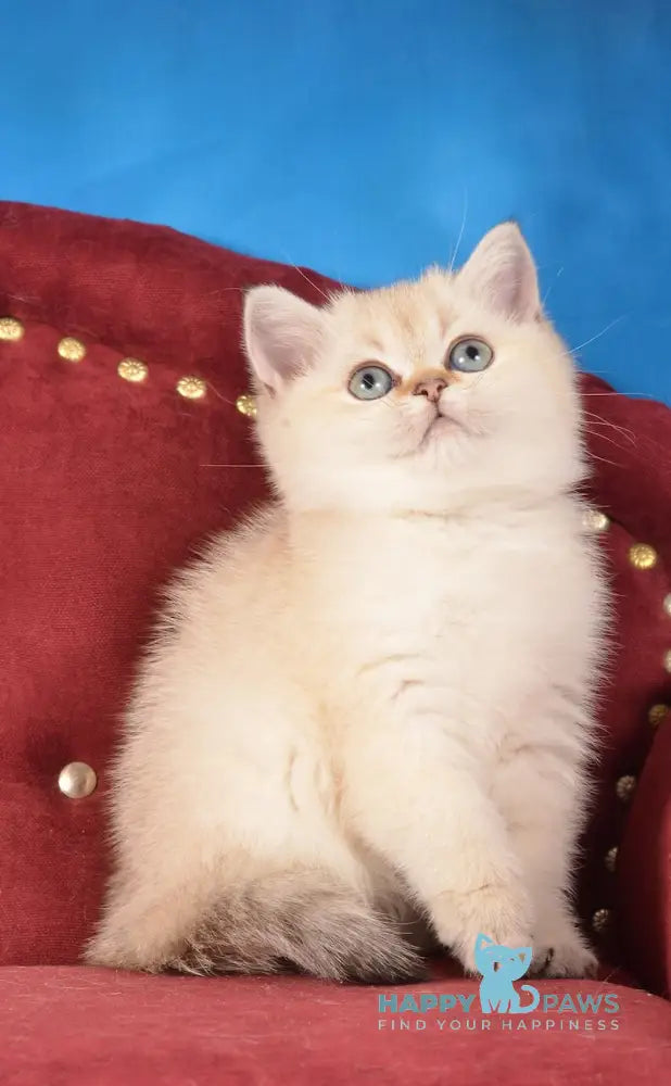 Beata Scottish Straight female black golden shaded pointed live animals