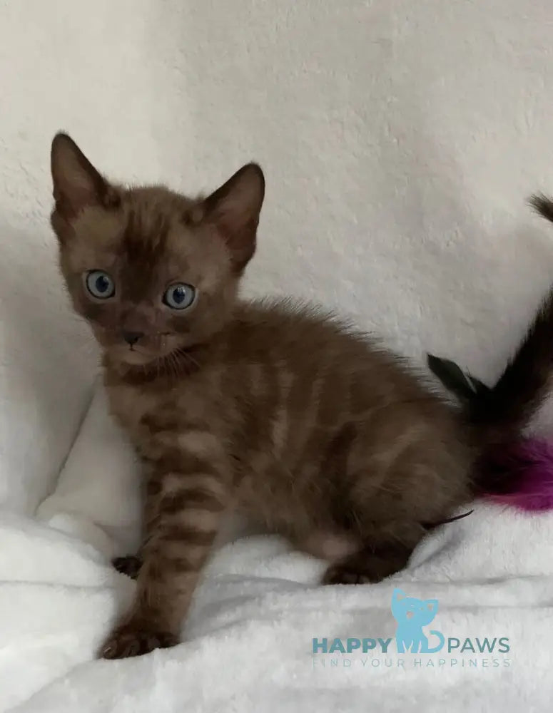Beatrice Bengal female black spotted tabby live animals
