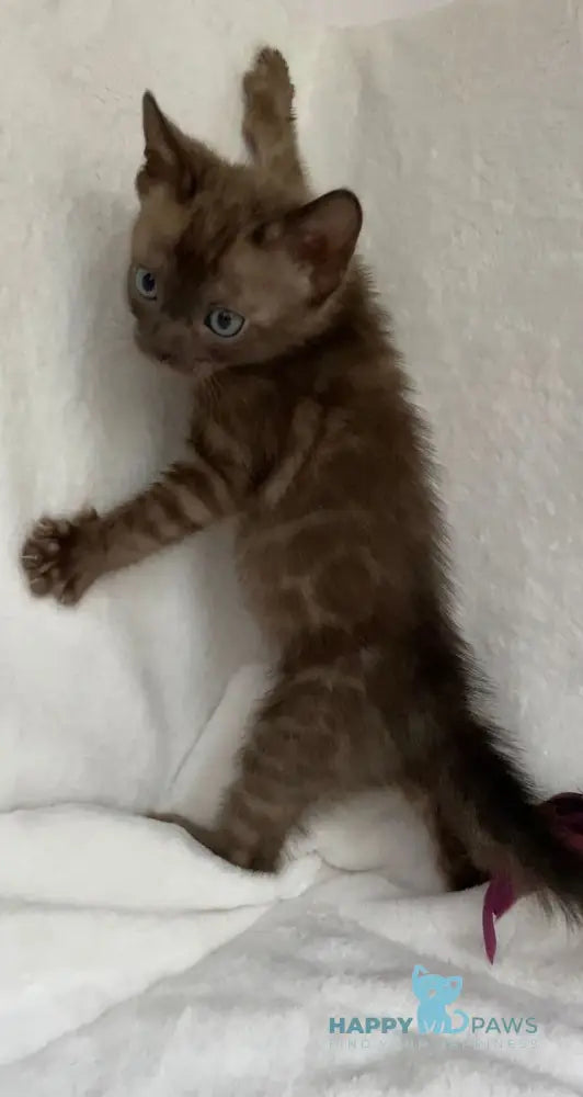 Beatrice Bengal female black spotted tabby live animals