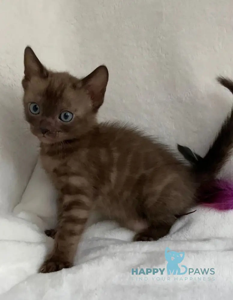 Beatrice Bengal female black spotted tabby live animals