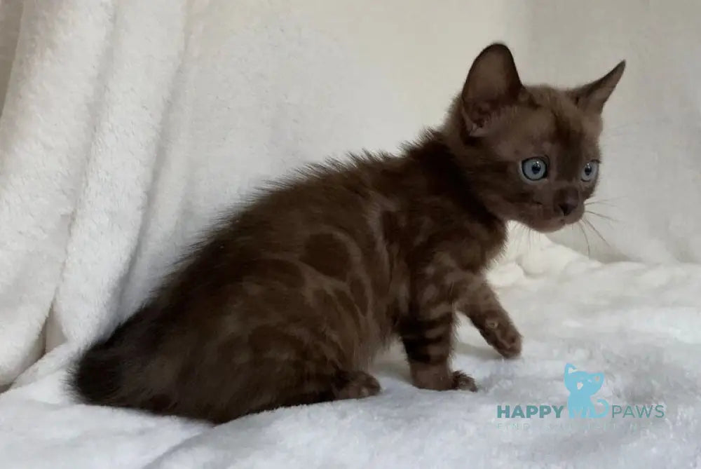 Beatrice Bengal female black spotted tabby live animals