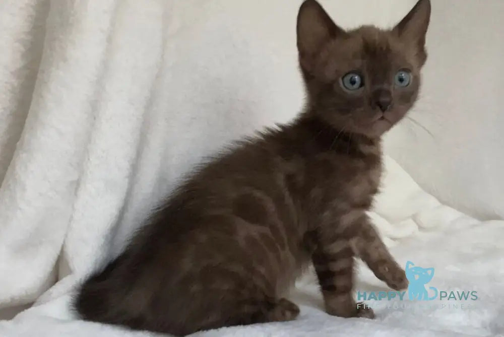 Beatrice Bengal female black spotted tabby live animals
