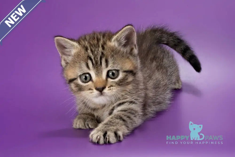 Beatrice British Shorthair female black spotted tabby live animals