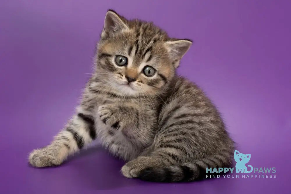 Beatrice British Shorthair female black spotted tabby live animals
